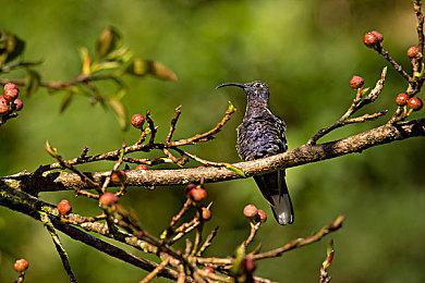 Embracer：《黑道圣徒：重启版》的预购非常不错